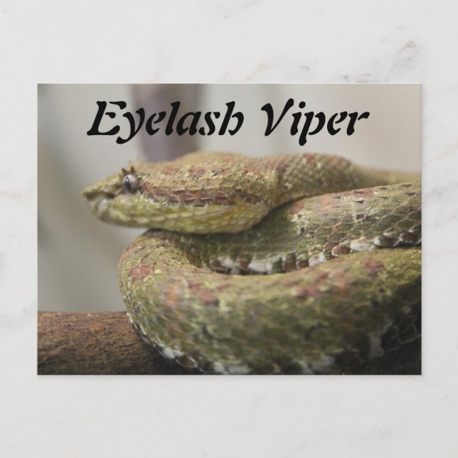 Eyelash Viper Vykort (Framsida)