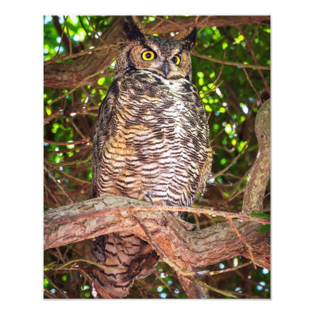Eyes of the Night: Great Horned Owl Fototryck (Framsidan)