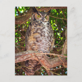 Eyes of the Night: Great Horned Owl Vykort