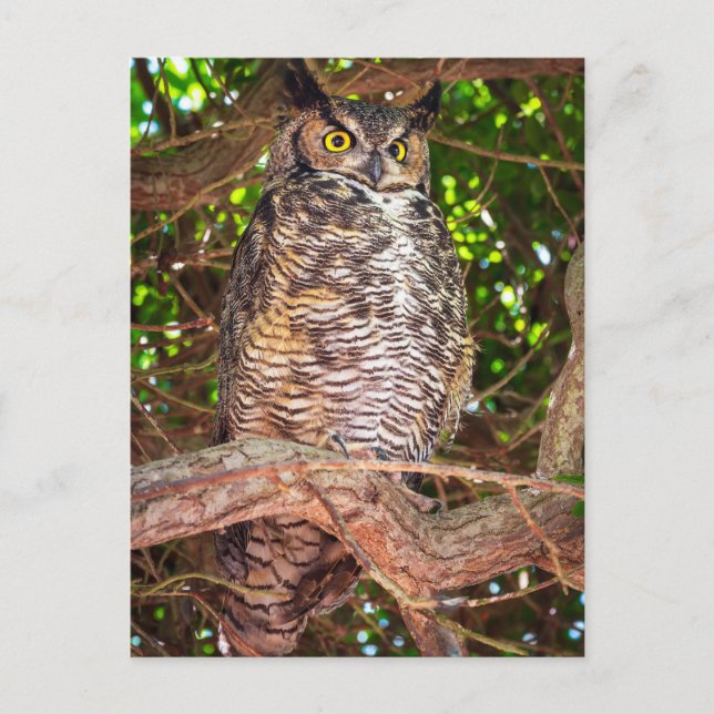 Eyes of the Night: Great Horned Owl Vykort (Framsida)