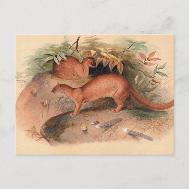 Eyra från Joseph Varg Vykort (Framsida)