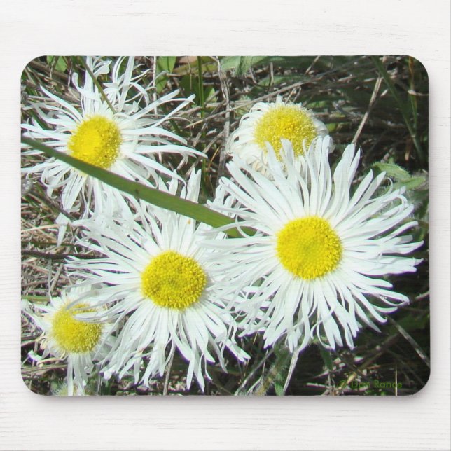 F10 Vita vilda blommor Tovig fleabane Musmatta (Framsidan)
