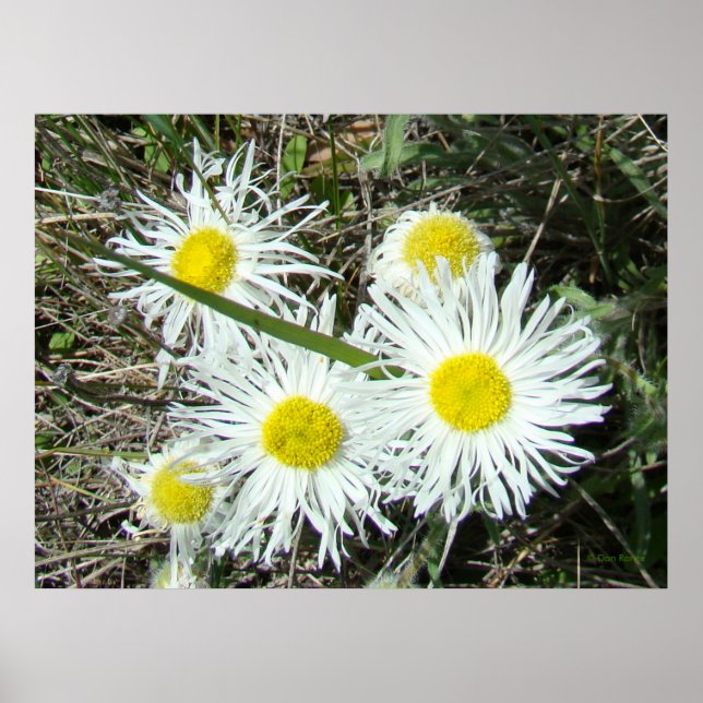 F10 Vita Vilda Blommor Tuva Erigeron Poster (Framsidan)
