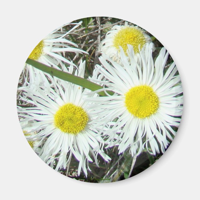 F10 Vita vildblommor Tufted Fleabane Magnet (Framsidan)