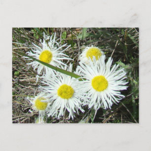 F10 Vita Vildblommor Tuvade Binkas Vykort