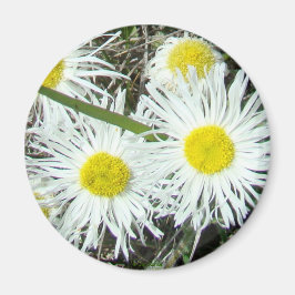 F10 Vitblommor tuftad Fleabane Magnet
