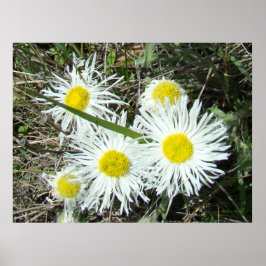 F10 Vitblommor tuftad Fleabane Poster
