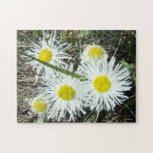 F10 Vitblommor tuftad Fleabane