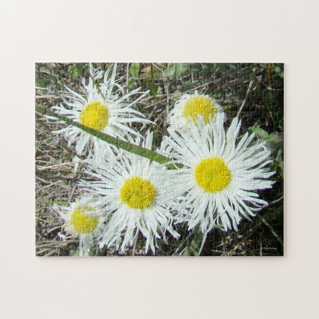 F10 Vitblommor tuftad Fleabane Pussel (Horisontell)