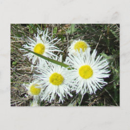 F10 Vitblommor tuftad Fleabane Vykort