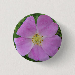 F11 Präriens vildros "Rosa arkansana" Knapp