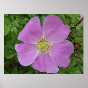 F11 Präriens vildros "Rosa arkansana" Poster
