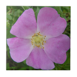F11 Prärievildros "Rosa arkansana" Kakelplatta