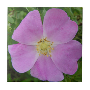 F11 Prärievildros "Rosa arkansana" Kakelplatta