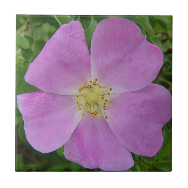 F11 Prärievildros "Rosa arkansana" Kakelplatta (Framsidan)