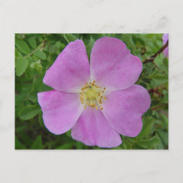 F11 Prärievildros "Rosa arkansana" Vykort