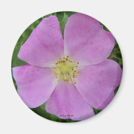F11 Vild Ro "Rosa arkansana" Magnet