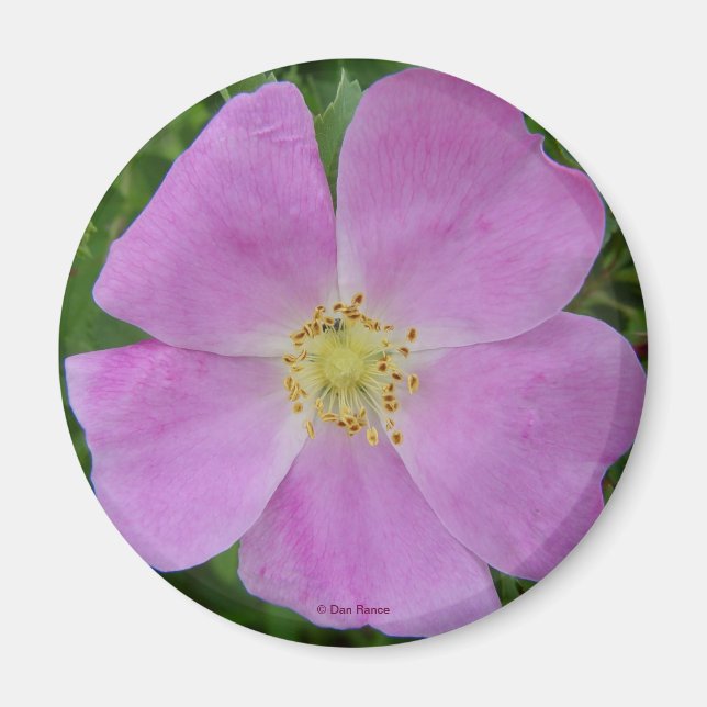 F11 Vild ros "Rosa arkansana" Magnet (Framsidan)