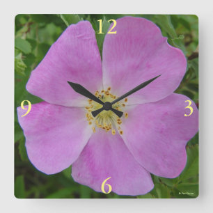 F11 Vildros "Rosa arkansana" Fyrkantig Klocka