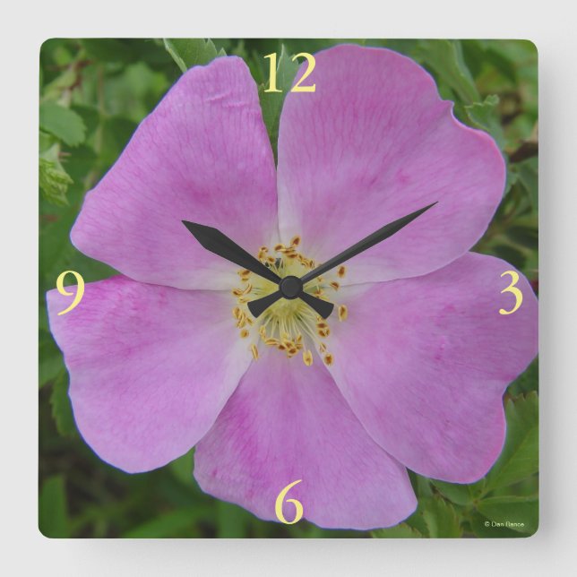 F11 Vildros "Rosa arkansana" Fyrkantig Klocka (Framsida)