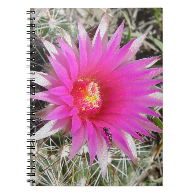 F12 Boll Cactus Flower ’Escobaria vivipara’ Anteckningsbok (Framsidan)