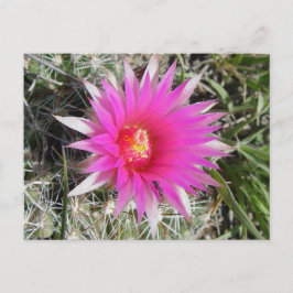 F12 Bollkaktus Blomma "Escobaria vivipara" Vykort