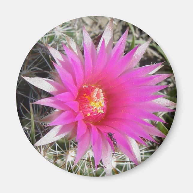 F12 Bollkaktusblomma "Escobaria vivipara" Magnet (Framsidan)