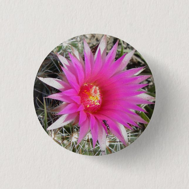 F12 kaktus "Escobaria vivipara " för boll, Knapp (Framsida)