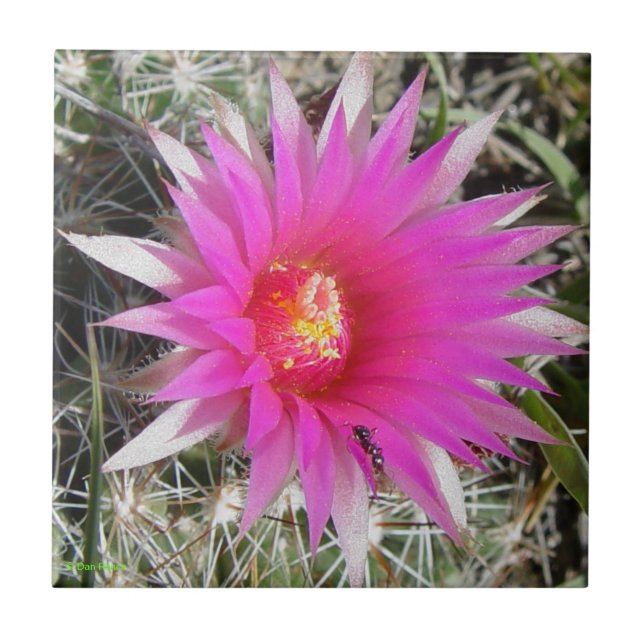 F12 Klottskaktus "Escobaria vivipara" Kakelplatta (Framsidan)