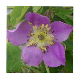 F13 Alberta Vild Ros Prickly Rose Kakelplatta