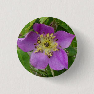 F13 Alberta Vild Ros Prickly Rose Knapp