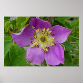 F13 Prickley Ro Alberta Vild Ro Poster