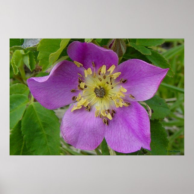 F13 Prickley Ro Alberta Vild Ro Poster (Framsidan)