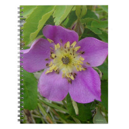 F13 Vild Ros Alberta Vild Ros Anteckningsbok