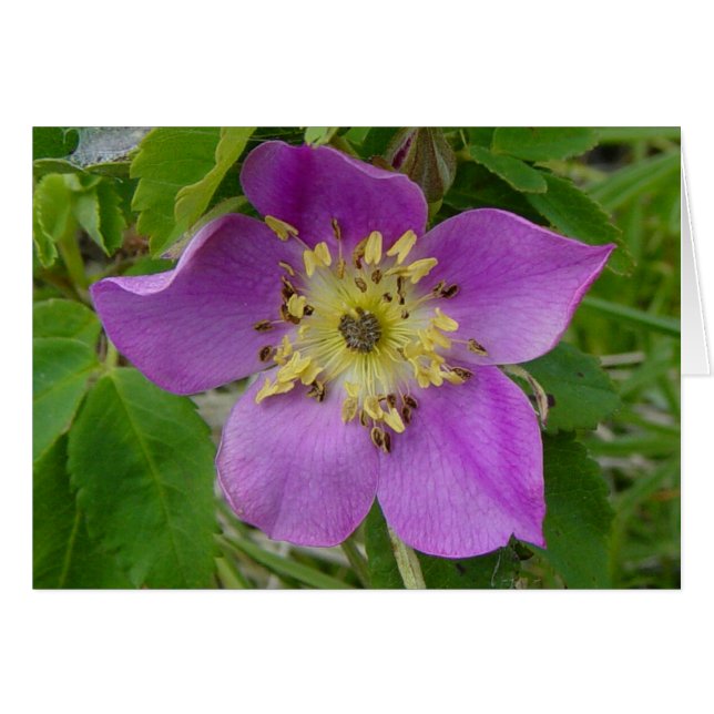 F13 Vild ros Prickly Rose Hälsningskort (Framsidan Horizontal)