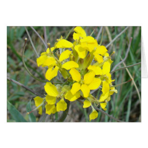 F14 Gula vildblommor Hälsningskort
