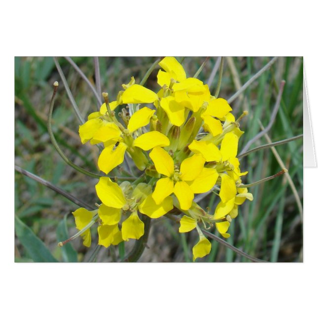 F14 Gula vildblommor Hälsningskort (Framsidan Horizontal)