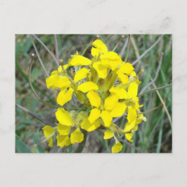 F14 Gula Vildblommor Vykort