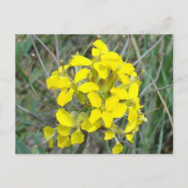 F14 Gula Vildblommor Vykort (Framsida)