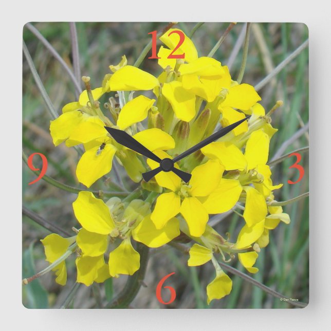 F14 Gult Vildblommor Fyrkantig Klocka (Framsida)