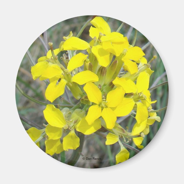 F14 Gult Wildblommor Magnet (Framsidan)