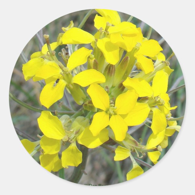 F14 Gult Wildblommor Runt Klistermärke (Framsida)