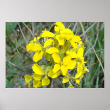 F14 Små Gula Vildblommor