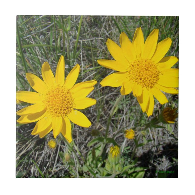 F15 Gula vildblommor Sneezeweed Kakelplatta (Framsidan)