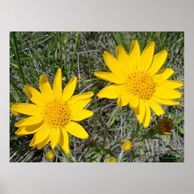 F15 Gula Vildblommor Sneezeweed Poster (Framsidan)