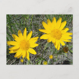 F15 Gula Vildblommor Sneezeweed Vykort