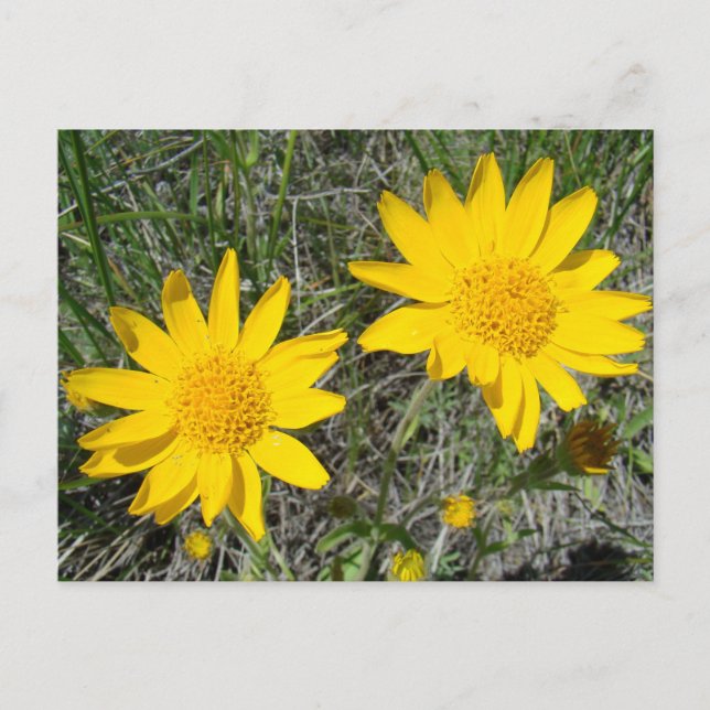 F15 Gula Vildblommor Sneezeweed Vykort (Framsida)