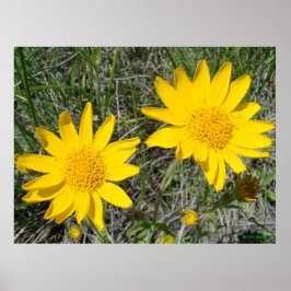 F15 Gult Wildblommor Snyzeweed Poster