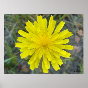F16 Gul vild blomsterkung djävul Poster