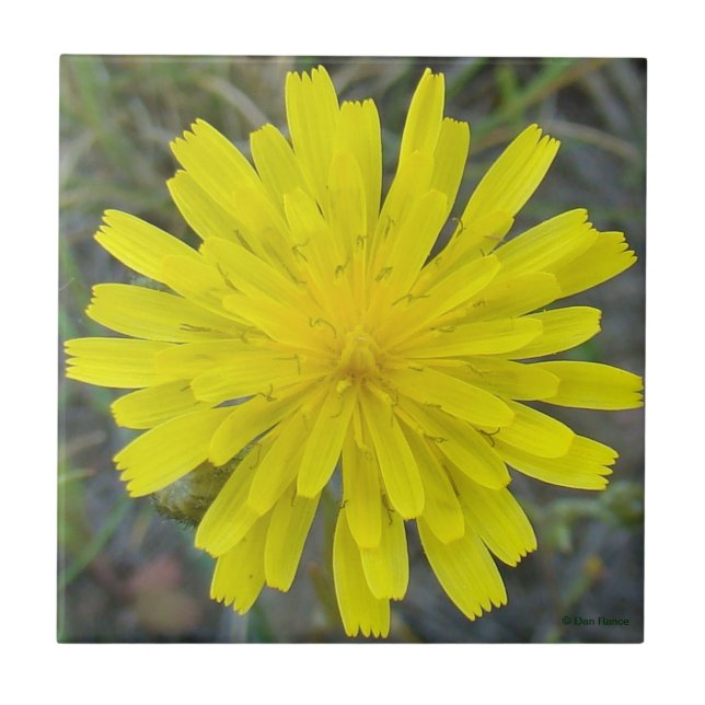 F16 Gul Vildblomma King Devil Kakelplatta (Framsidan)